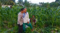 Sinergi Polisi dan Petani Wujudkan Ketahanan Pangan di Kuripan Utara (3) Sinergi Polisi dan Petani Wujudkan Ketahanan Pangan di Kuripan Utara