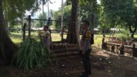 Sinergi Polri-Masyarakat Bangun Ketahanan Pangan Lokal di Batulayar (2) Sinergi Polri-Masyarakat Bangun Ketahanan Pangan Lokal di Batulayar