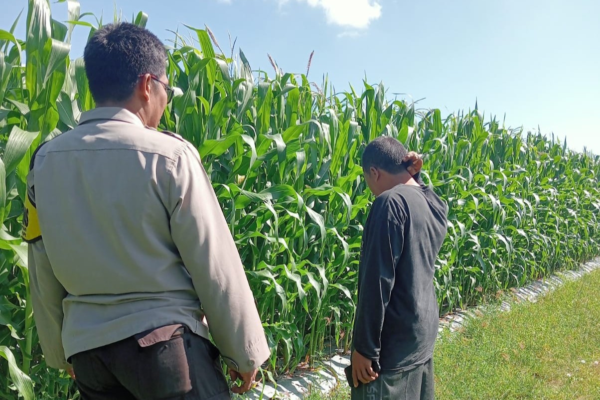 WhatsApp Image 2025-06-17 at 11.50.53 (1) Polsek Lembar Dampingi Petani Jagung di Gunung Gundil