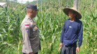 WhatsApp Image 2025-06-26 at 11.36.50 Bhabinkamtibmas Sekotong Dukung Petani Jagung Wujudkan Ketahanan Pangan