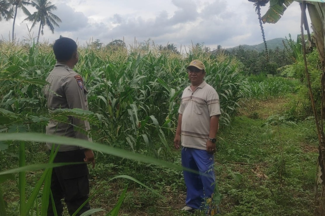 Bhabinkamtibmas Banyumulek Dampingi Petani Jagung Jelang Panen di Kediri, Lombok Barat (3) Pemanfaatan Pekarangan dan Jagung Siap Panen, Banyumulek Jadi Contoh Ketahanan Pangan NTB