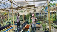 Bhabinkamtibmas Desa Bajur Dorong Kemandirian Pangan Warga Tempit (3) Bhabinkamtibmas Desa Bajur Dorong Kemandirian Pangan Warga Tempit