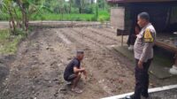 Bhabinkamtibmas Kuripan Timur Dorong Warga Dukung Ketahanan Pangan Nasional (2) Bhabinkamtibmas Kuripan Timur Dorong Warga Dukung Ketahanan Pangan Nasional