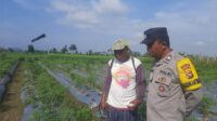 Bhabinkamtibmas Montong Are Dorong Swasembada Pangan di Kediri Lombok Barat (1) Bhabinkamtibmas Montong Are Dorong Swasembada Pangan di Kediri Lombok Barat