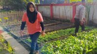 KWT Dusun Pemangket Ubah Pekarangan Jadi Kebun Sayur Produktif di Kuripan Utara (3) KWT Dusun Pemangket Ubah Pekarangan Jadi Kebun Sayur Produktif di Kuripan Utara