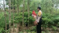 Ketahanan Pangan Dimulai dari Desa, Bhabinkamtibmas Dampingi Petani Cabai di Kediri Lombok Barat (1) Ketahanan Pangan Dimulai dari Desa, Bhabinkamtibmas Dampingi Petani Cabai di Kediri Lombok Barat