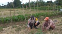 Ketahanan Pangan Dimulai dari Desa Bhabinkamtibmas Jagaraga Dorong Pemanfaatan Lahan Pekarangan (2) Ketahanan Pangan Dimulai dari Desa Bhabinkamtibmas Jagaraga Dorong Pemanfaatan Lahan Pekarangan