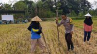 Ketahanan Pangan Dimulai dari Desa, Polsek Kuripan Dampingi Petani Jagung di Iting Langgem (3) Ketahanan Pangan Dimulai dari Desa, Polsek Kuripan Dampingi Petani Jagung di Iting Langgem