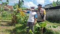 Ketahanan Pangan Dimulai dari Pekarangan, Inisiatif Bhabinkamtibmas di Dusun Dawung (1) Ketahanan Pangan Dimulai dari Pekarangan, Inisiatif Bhabinkamtibmas di Dusun Dawung