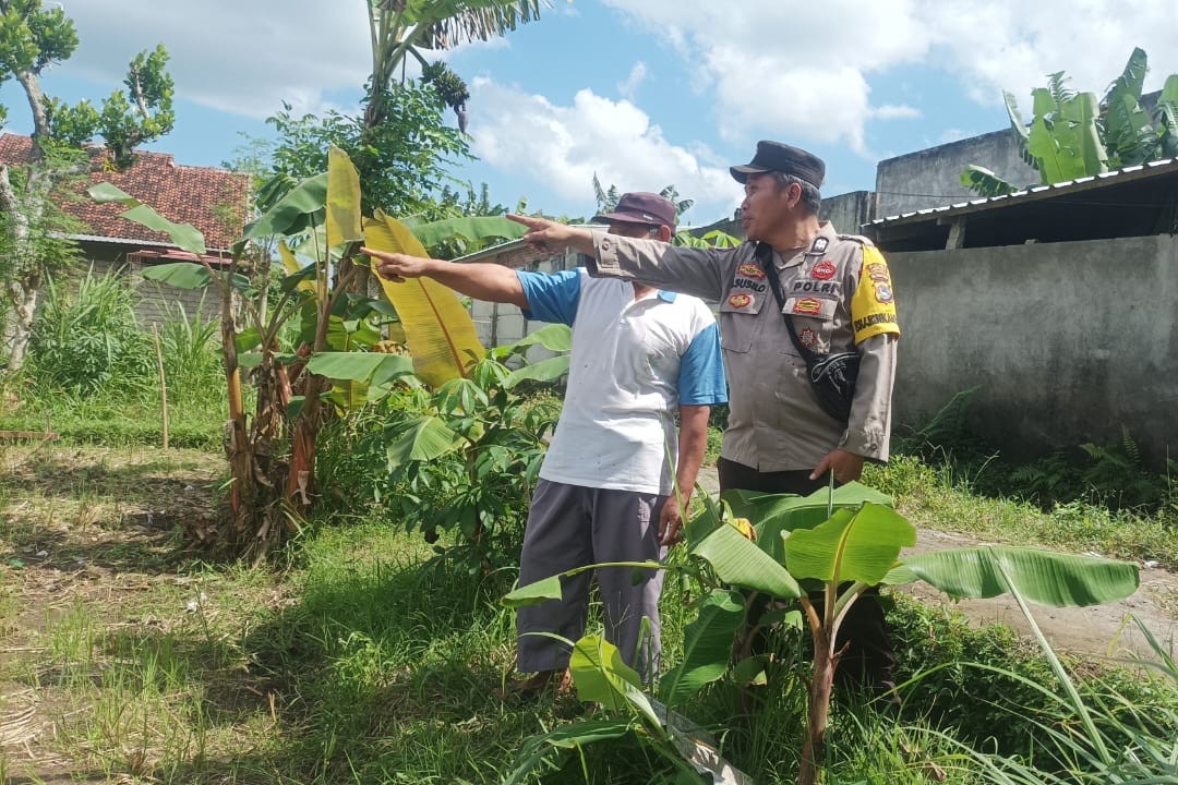 Ketahanan Pangan Dimulai dari Pekarangan, Inisiatif Bhabinkamtibmas di Dusun Dawung (1) Ketahanan Pangan Dimulai dari Pekarangan, Inisiatif Bhabinkamtibmas di Dusun Dawung