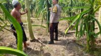 Ketahanan Pangan Diperkuat, Polres Lombok Barat Turun ke Ladang (1) Ketahanan Pangan Diperkuat, Polres Lombok Barat Turun ke Ladang