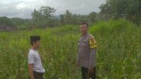 Ketahanan Pangan dan Keamanan Diperkuat di Sekotong Tengah Lewat DDS Bhabinkamtibmas (3) Ketahanan Pangan dan Keamanan Diperkuat di Sekotong Tengah Lewat DDS Bhabinkamtibmas