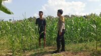 Polisi Desa Cendi Manik Dorong Ketahanan Pangan Lewat Pendampingan Petani Sekotong (3) Polisi Desa Cendi Manik Dorong Ketahanan Pangan Lewat Pendampingan Petani Sekotong