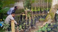 Polri Dorong Ketahanan Pangan dari Pekarangan Warga Kuripan Utara (3) Polri Dorong Ketahanan Pangan dari Pekarangan Warga Kuripan Utara