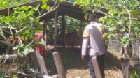 Polri Dukung Ketahanan Pangan, Bhabinkamtibmas Sekotong Dampingi Peternak Sapi Lokal (3) Bhabinkamtibmas Batu Putih Bina Warga Kembangkan Sapi Ternak