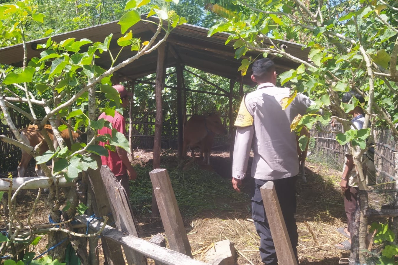 Polri Dukung Ketahanan Pangan, Bhabinkamtibmas Sekotong Dampingi Peternak Sapi Lokal (3) Bhabinkamtibmas Batu Putih Bina Warga Kembangkan Sapi Ternak