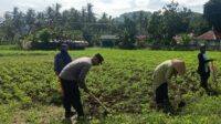 Polri Dukung Ketahanan Pangan di Sekotong (3) Sinergi Polisi-Warga Kuripan, Ketahanan Pangan Dimulai dari Pekarangan