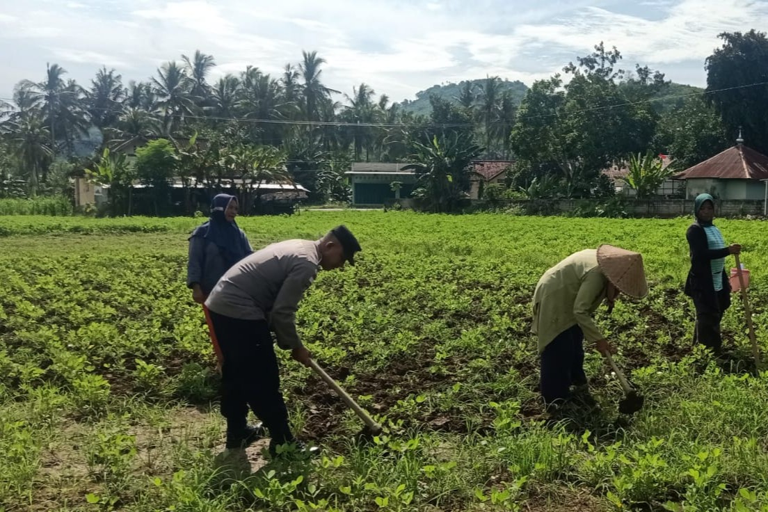 Polri Dukung Ketahanan Pangan di Sekotong (3) Sinergi Polisi-Warga Kuripan, Ketahanan Pangan Dimulai dari Pekarangan