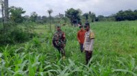 Polri Gencarkan Ketahanan Pangan di Lombok Barat, Bhabinkamtibmas Ajak Warga Sukseskan Swasembada ( Polri Gencarkan Ketahanan Pangan di Lombok Barat, Bhabinkamtibmas Ajak Warga Sukseskan Swasembada