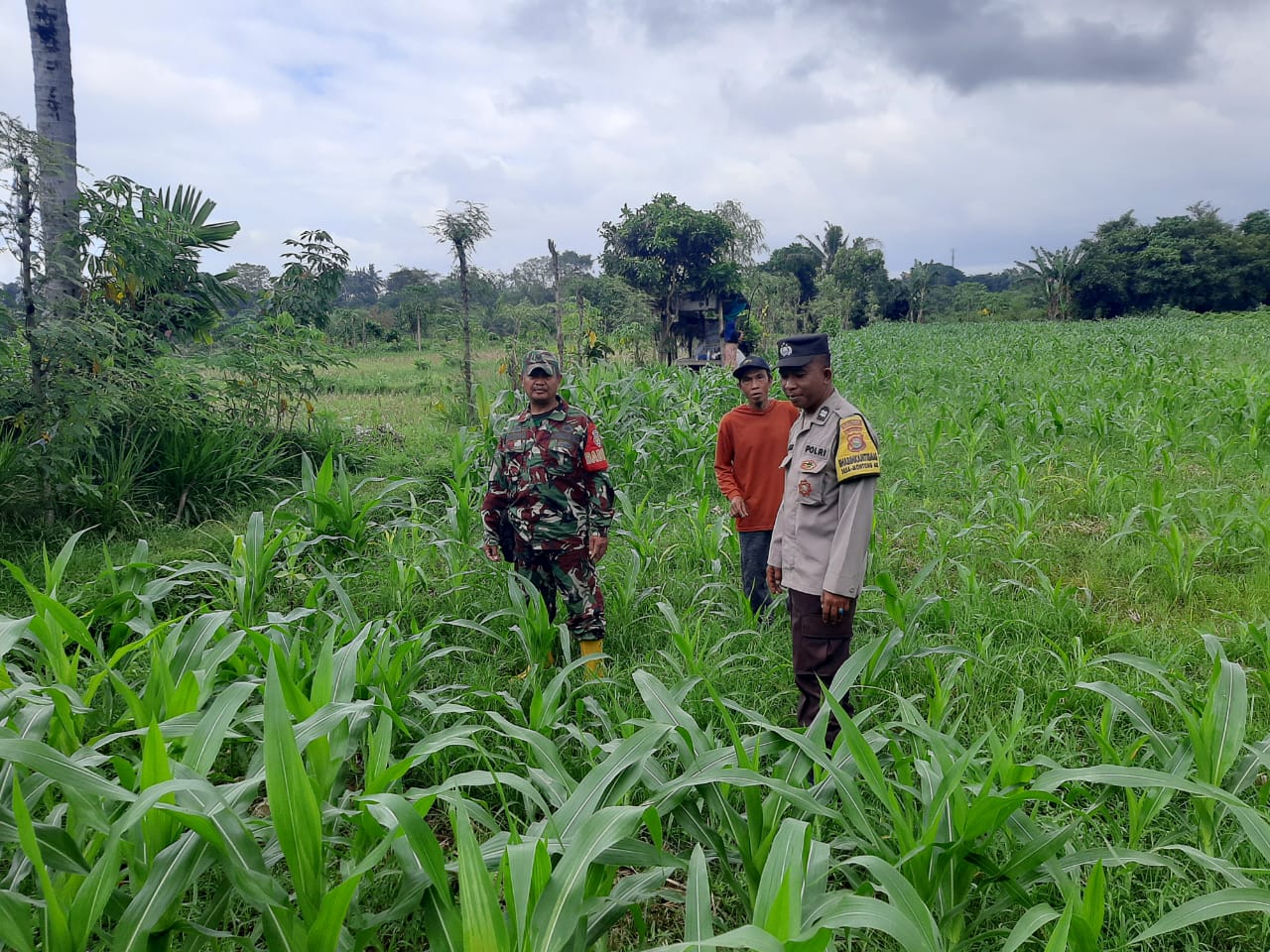 Polri Gencarkan Ketahanan Pangan di Lombok Barat, Bhabinkamtibmas Ajak Warga Sukseskan Swasembada ( Polri Gencarkan Ketahanan Pangan di Lombok Barat, Bhabinkamtibmas Ajak Warga Sukseskan Swasembada