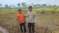 Polsek Kediri Aktif Pantau Ketahanan Pangan dan Lingkungan di Tengah Cuaca Ekstrem (1) Polsek Kediri Aktif Pantau Ketahanan Pangan dan Lingkungan di Tengah Cuaca Ekstrem