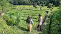 Polsek Kediri Dorong Ketahanan Pangan Warga Montong Are (1) Polsek Kediri Dorong Ketahanan Pangan Warga Montong Are