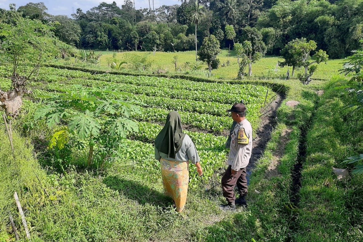 Polsek Kediri Dorong Ketahanan Pangan Warga Montong Are (1) Polsek Kediri Dorong Ketahanan Pangan Warga Montong Are
