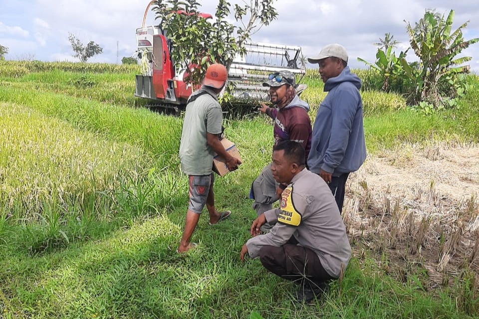 Sinergi Petani dan Polisi di Kediri Lombok Barat, Wujudkan Swasembada Jagung (1) Sinergi Petani dan Polisi di Kediri Lombok Barat, Wujudkan Swasembada Jagung