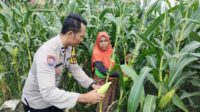 Sinergi Polri dan Petani Dorong Ketahanan Pangan di Desa Labuapi (3) Pekarangan Produktif, Desa Aman: Inisiatif Ketahanan Pangan Bhabinkamtibmas Labuapi