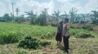 Sinergi TNI-Polri Dukung Ketahanan Pangan di Desa Taman Ayu, Gerung (2) Sinergi TNI-Polri Dukung Ketahanan Pangan di Desa Taman Ayu, Gerung