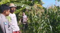 WhatsApp Image 2025-07-03 at 11.07.17 Jagung Jadi Andalan Banyumulek untuk Stabilkan Pangan Lokal