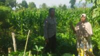 WhatsApp Image 2025-07-16 at 12.32.36 Pendekatan Humanis Polri di Sawah Karang Kuripan: Wujudkan Pangan Aman