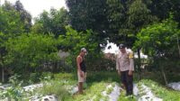 Bhabinkamtibmas Batulayar Dampingi Warga Panen Cabai, Dorong Pangan Mandiri dari Pekarangan (3) Bhabinkamtibmas Batulayar Dampingi Warga Panen Cabai, Dorong Pangan Mandiri dari Pekarangan