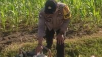 Bhabinkamtibmas Karang Bongkot Dukung Petani Jagung Manis Eksotik Lombok Barat (4) Bhabinkamtibmas Karang Bongkot Dukung Petani Jagung Manis Eksotik Lombok Barat