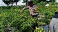 Bhabinkamtibmas Kuripan Utara Dampingi Petani Panen Cabai, Dukung Ketahanan Pangan (3) Bhabinkamtibmas Kuripan Utara Dampingi Petani Panen Cabai, Dukung Ketahanan Pangan