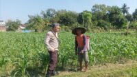 Bhabinkamtibmas Sandik Ajak Warga Dusun Tato Barat Wujudkan Swasembada Pangan (1) Bhabinkamtibmas Sandik Ajak Warga Dusun Tato Barat Wujudkan Swasembada Pangan