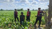 Polres Lombok Barat Dukung Petani Jagung di Desa Dasan Geres (1) Polres Lombok Barat Dukung Petani Jagung di Desa Dasan Geres