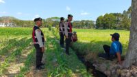 Polres Lombok Barat Pantau Lahan Jagung di Desa Tempos untuk Dukung Swasembada Pangan (3) Polres Lombok Barat Pantau Lahan Jagung di Desa Tempos untuk Dukung Swasembada Pangan