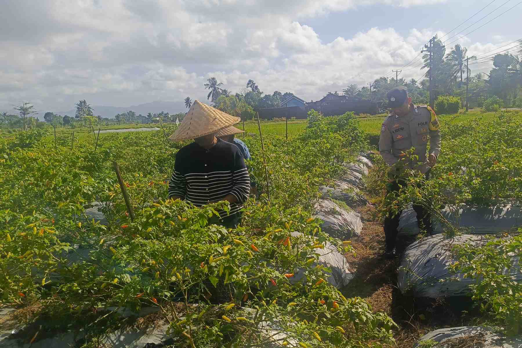 Polri Dampingi Petani Panen Cabai di Kuripan Utara, Dukung Ketahanan Pangan Lokal (3) Polri Dampingi Petani Panen Cabai di Kuripan Utara, Dukung Ketahanan Pangan Lokal