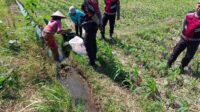 Polsek Kuripan Dukung Ketahanan Pangan Lewat Patroli di Lahan Jagung (1) Polsek Kuripan Dukung Ketahanan Pangan Lewat Patroli di Lahan Jagung