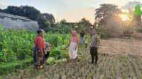 Polsek Kuripan Dukung Petani Jagung di Kumbung Barat Wujudkan Ketahanan Pangan (3) Polsek Kuripan Dukung Petani Jagung di Kumbung Barat Wujudkan Ketahanan Pangan