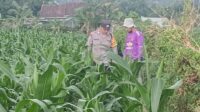 Polsek Lembar Dorong Ketahanan Pangan Lewat Pendampingan Petani Desa Babussalam (1) Polsek Lembar Dorong Ketahanan Pangan Lewat Pendampingan Petani Desa Babussalam