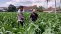 Sinergi Polri dan Petani, Panen Jagung di Sekotong Berjalan Aman (1) Sinergi Polri dan Petani, Panen Jagung di Sekotong Berjalan Aman