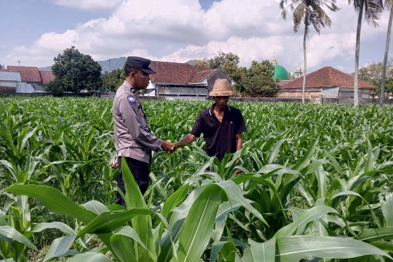 Sinergi Polri dan Petani, Panen Jagung di Sekotong Berjalan Aman (1) Sinergi Polri dan Petani, Panen Jagung di Sekotong Berjalan Aman