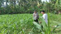 WhatsApp Image 2025-08-01 at 13.57.43 Polri di Tengah Petani Jagung: DDS Bangun Ketahanan Pangan Sekotong