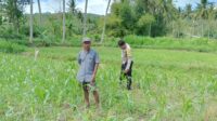 WhatsApp Image 2025-08-04 at 13.33.40 Jagung dan Keamanan: Bhabinkamtibmas Cendi Manik Turun ke Lahan