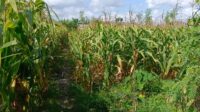 WhatsApp Image 2025-08-14 at 11.24.22 (1) Sinergi Polisi dan Petani di Dusun Bila Tepung Hasilkan Panen Jagung Melimpah