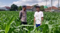 Bhabinkamtibmas Kuripan Ajak Warga Dusun Due Pelet Wujudkan Ketahanan Pangan (1) Bhabinkamtibmas Kuripan Ajak Warga Dusun Due Pelet Wujudkan Ketahanan Pangan