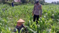 Sinergi Polisi dan Petani Bhabinkamtibmas Kuripan Galakkan Pemanfaatan Pekarangan Rumah (1) Sinergi Polisi dan Petani Bhabinkamtibmas Kuripan Galakkan Pemanfaatan Pekarangan Rumah