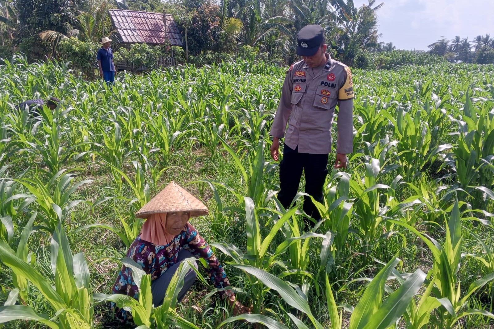 Sinergi Polisi dan Petani Bhabinkamtibmas Kuripan Galakkan Pemanfaatan Pekarangan Rumah (1) Sinergi Polisi dan Petani Bhabinkamtibmas Kuripan Galakkan Pemanfaatan Pekarangan Rumah